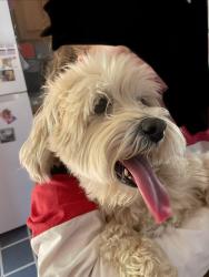 Reunited Male Dog last seen Sheridan / Jewell, Denver, CO 80227