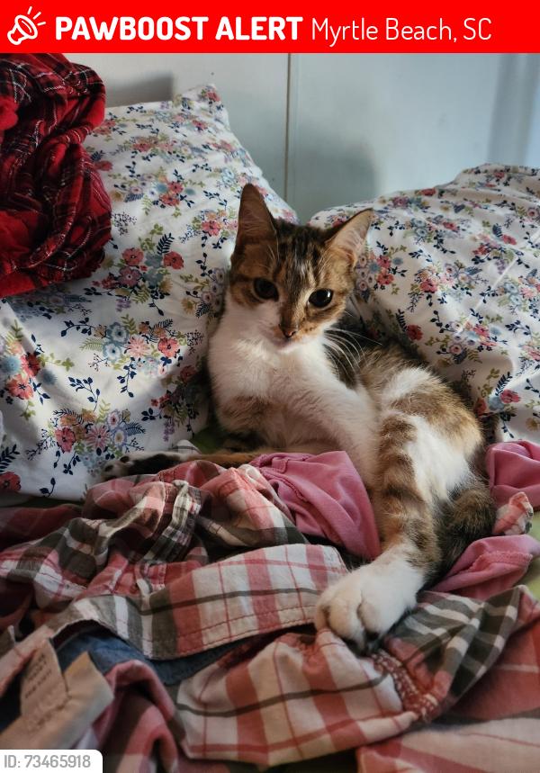 Lost Female Cat last seen International Drive and River Oaks Drive, Myrtle Beach, SC 29579