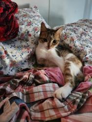 Lost Female Cat last seen International Drive and River Oaks Drive, Myrtle Beach, SC 29579
