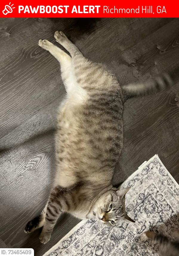 Lost Male Cat last seen Tivoli marsh road, Richmond Hill, GA 31324