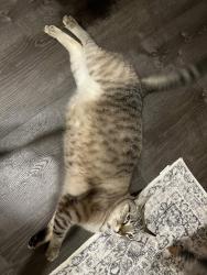 Lost Male Cat last seen Tivoli marsh road, Richmond Hill, GA 31324
