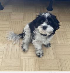 Reunited Female Dog last seen Cote-des-Neiges dr Pentfield, Montréal, QC H3H 1V8