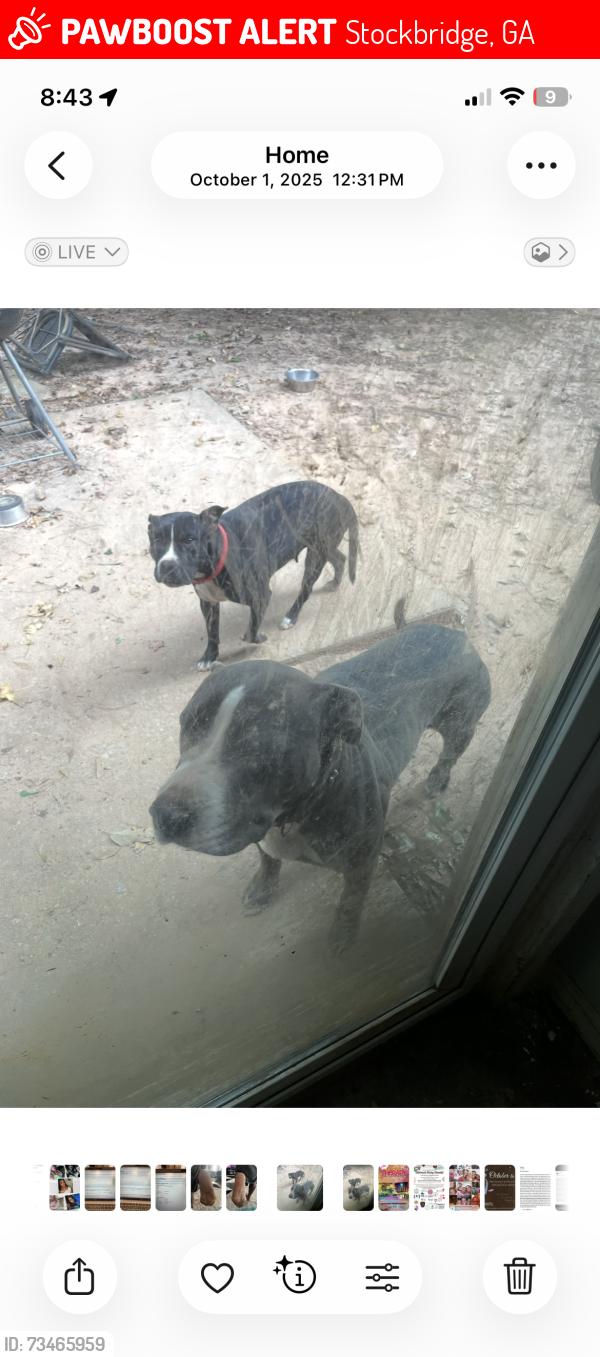 Lost Male Dog last seen Pine streeet, Stockbridge, GA 30281