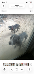 Lost Male Dog last seen Pine streeet, Stockbridge, GA 30281