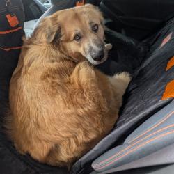 Shelter Stray Male Dog last seen , 2608 Center St, Tacoma, WA 98409, USA