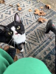 Found/Stray Male Cat last seen Down the street from shell gas station, Philadelphia, PA 19118