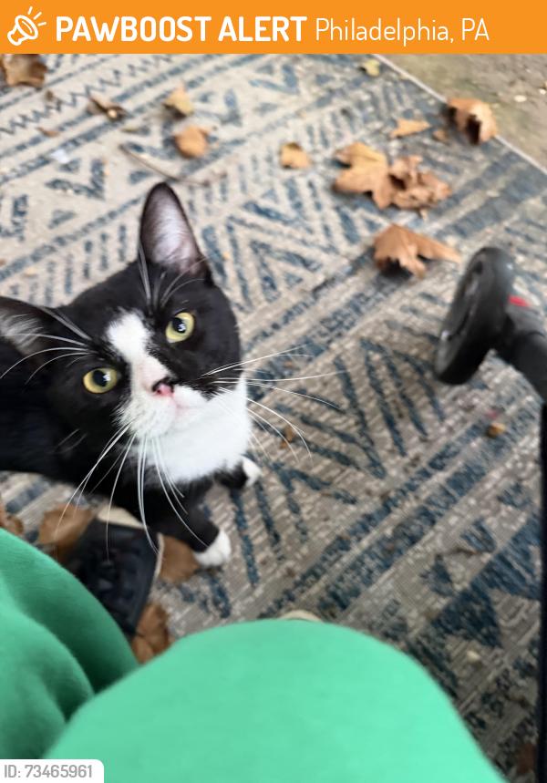 Found/Stray Male Cat last seen Down the street from shell gas station, Philadelphia, PA 19118