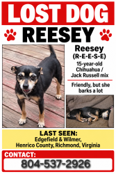 Lost Female Dog last seen Edgefield and wilmer avenue, Henrico County, VA 23227