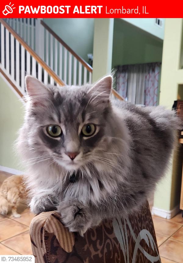 Lost Female Cat last seen Lombard Street y koala, Lombard, IL 60148