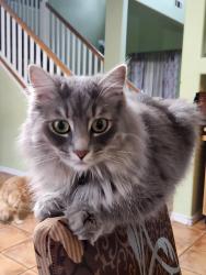Lost Female Cat last seen Lombard Street y koala, Lombard, IL 60148