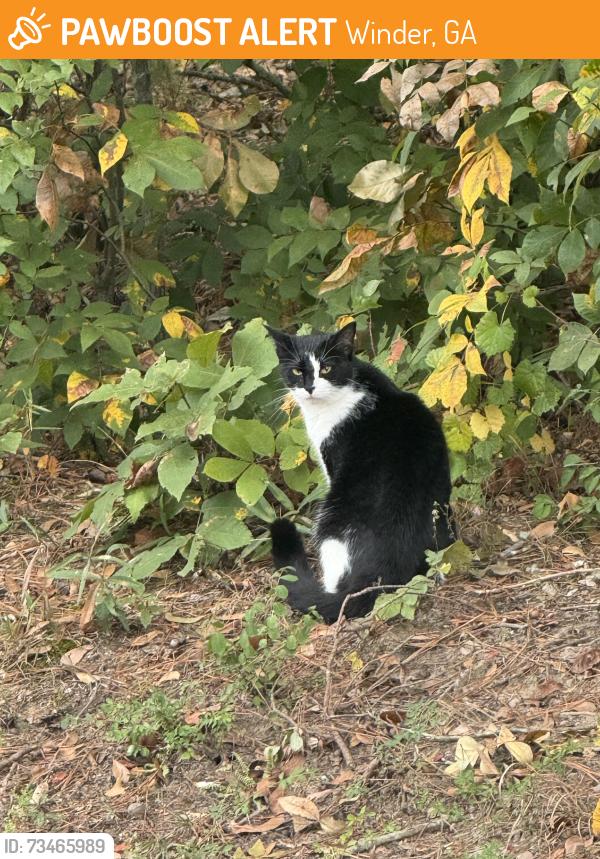 Found/Stray Unknown Cat last seen Russell cemetery road, Winder, GA 30680