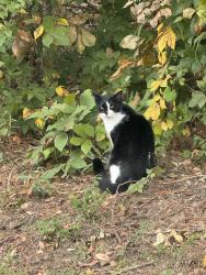 Found/Stray Unknown Cat last seen Russell cemetery road, Winder, GA 30680