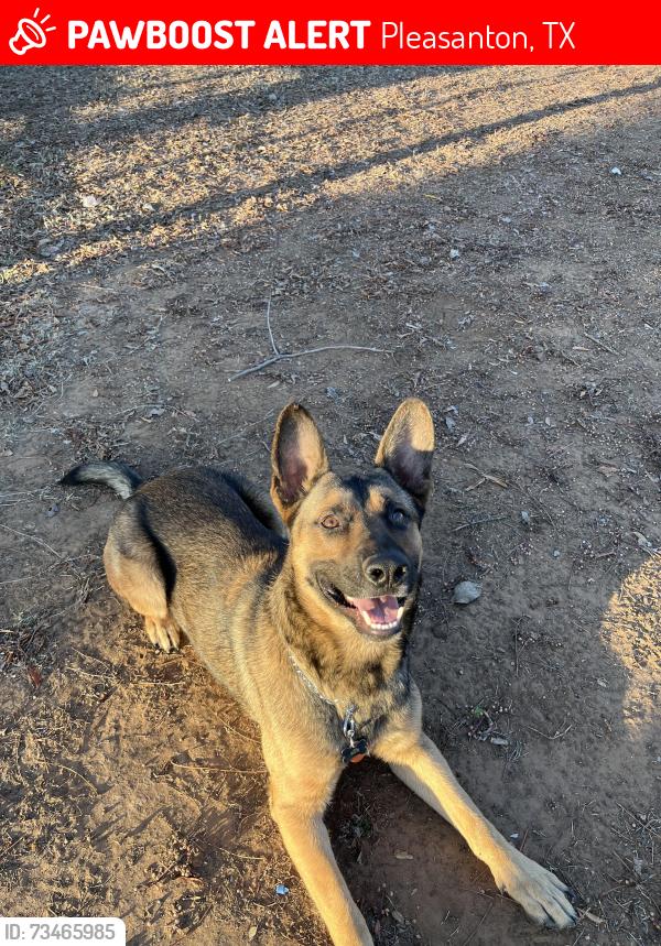 Lost Male Dog last seen Crockett st, Pleasanton, TX 78064