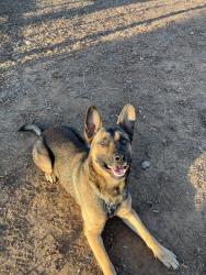 Lost Male Dog last seen Crockett st, Pleasanton, TX 78064