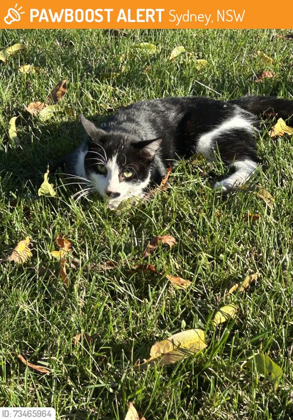 Found/Stray Unknown Cat last seen Across from church, Sydney, NSW 