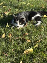 Found/Stray Unknown Cat last seen Across from church, Sydney, NSW 
