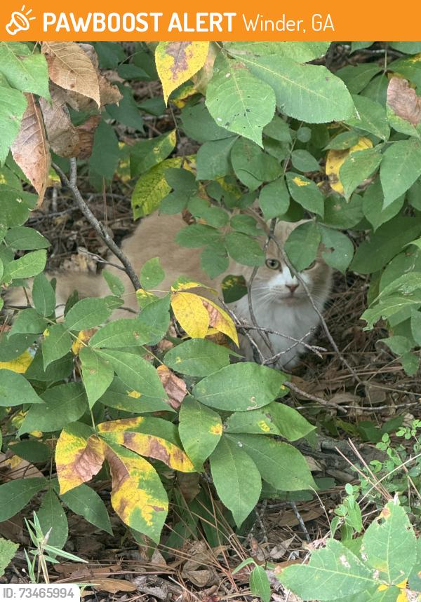 Found/Stray Unknown Cat last seen Russell Cemetery, Winder, GA 30680