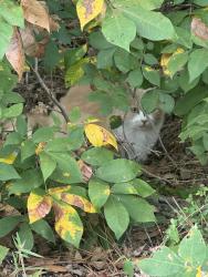 Found/Stray Unknown Cat last seen Russell Cemetery, Winder, GA 30680