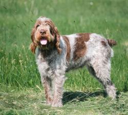 Lost Female Dog last seen By OHA, Mahtomedi, MN 55115