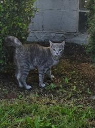 Found/Stray Female Cat last seen W fair ave, Lancaster, OH 43130