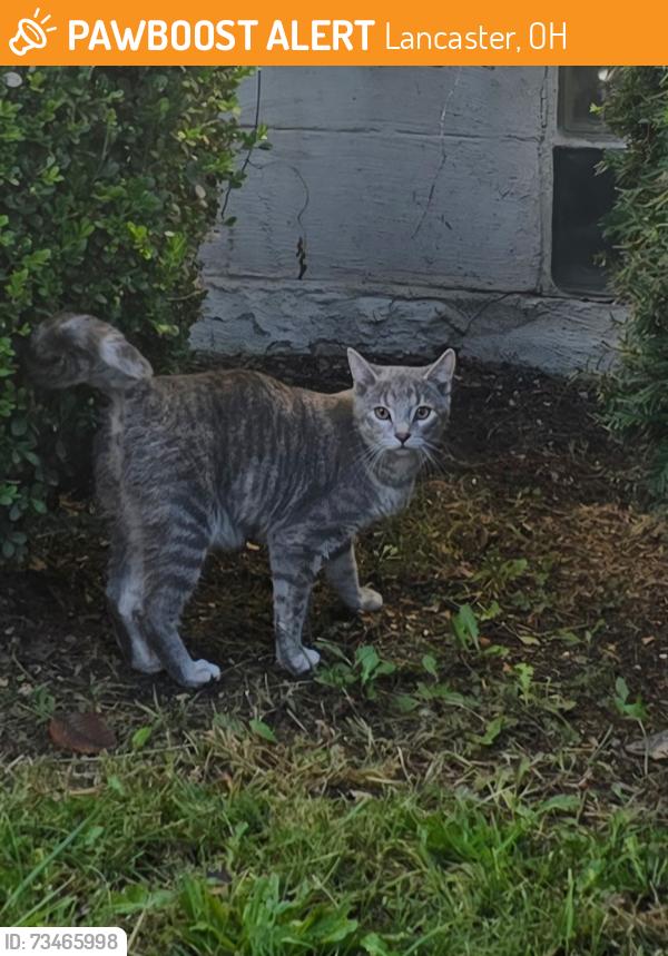 Found/Stray Female Cat last seen W fair ave, Lancaster, OH 43130