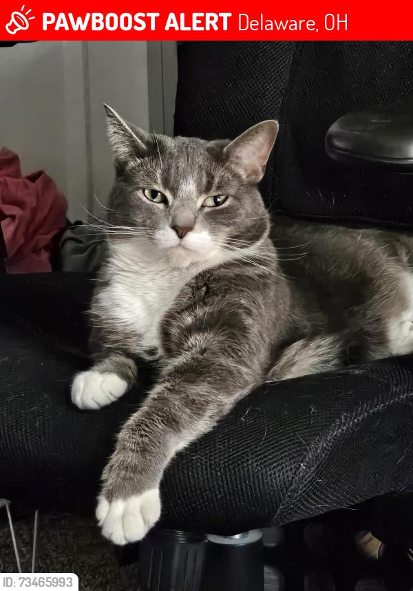 Lost Male Cat last seen Pennsylvania ave, Delaware, OH 43015
