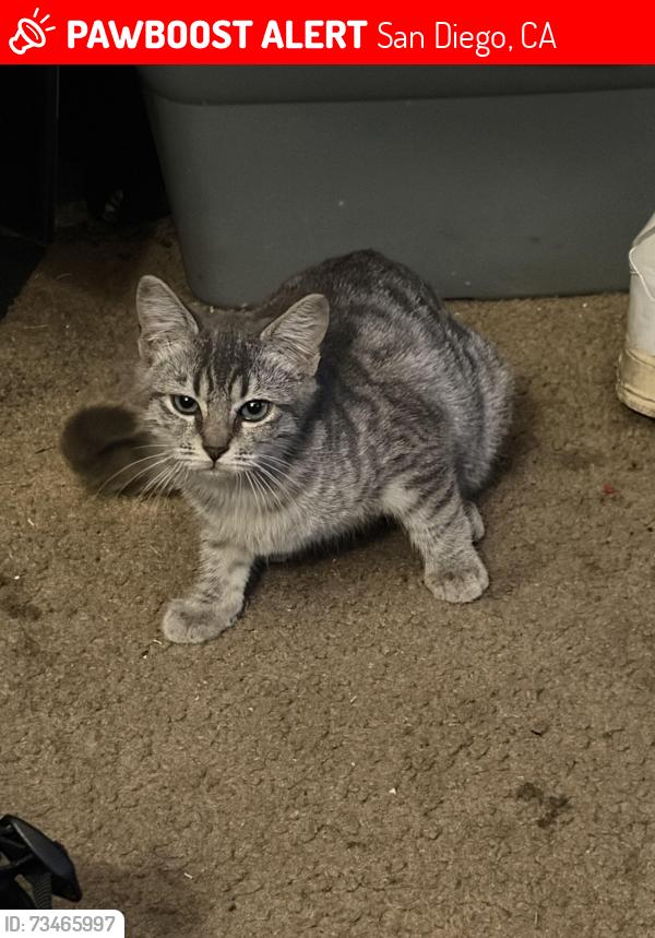 Lost Female Cat last seen Wardlow ave, San Diego, CA 92154