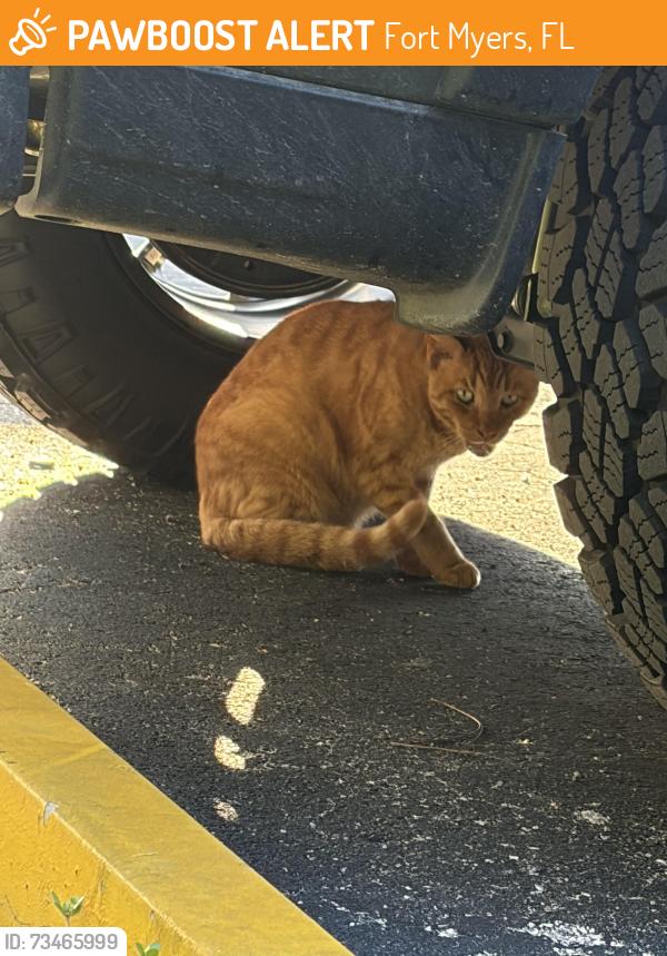 Found/Stray Unknown Cat last seen Summerlin and park meadows, Fort Myers, FL 33907