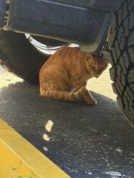 Found/Stray Unknown Cat last seen Summerlin and park meadows, Fort Myers, FL 33907