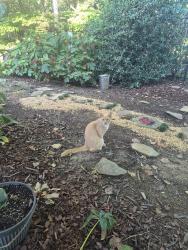 Found/Stray Male Cat last seen Cotswold Neighborhood, Cary, NC 27518