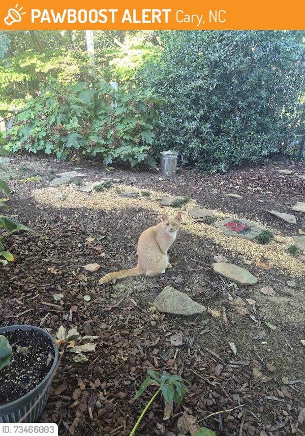 Found/Stray Male Cat last seen Cotswold Neighborhood, Cary, NC 27518