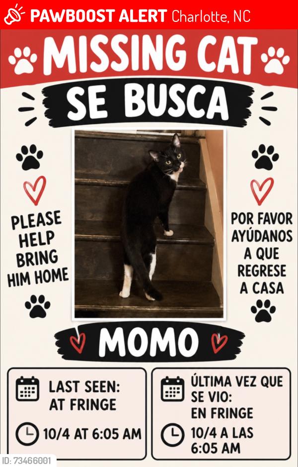 Lost Male Cat last seen Near fringe tree dr, Charlotte, NC 28227