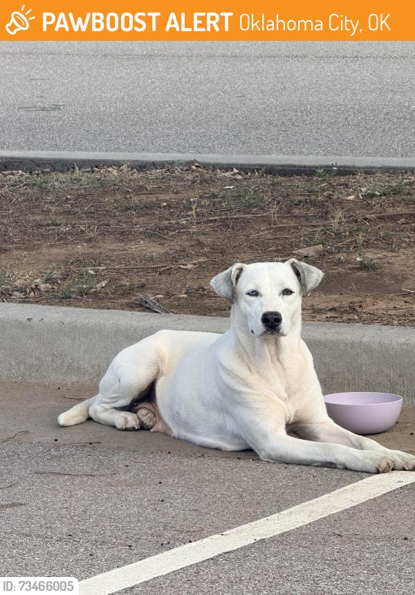 Found/Stray Female Dog last seen Southlakes park, Okla city, Oklahoma City, OK 73173