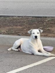 Found/Stray Female Dog last seen Southlakes park, Okla city, Oklahoma City, OK 73173