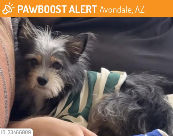 Found/Stray Male Dog last seen Van Buren & Central by apmts, Avondale, AZ 85323