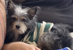 Found/Stray Male Dog last seen Van Buren & Central by apmts, Avondale, AZ 85323