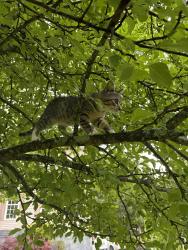 Lost Female Cat last seen Hunters lane, Sparta, NJ 07871