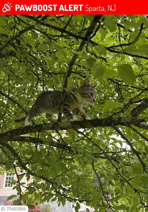 Lost Female Cat last seen Hunters lane, Sparta, NJ 07871