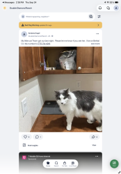 Lost Female Cat last seen Damonte Lane, Reno, NV 89521