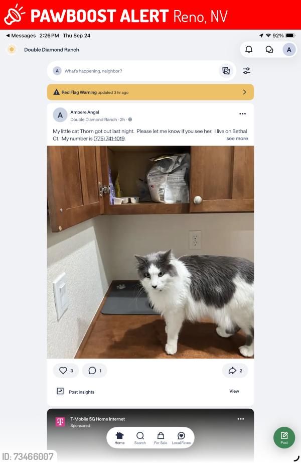Lost Female Cat last seen Damonte Lane, Reno, NV 89521