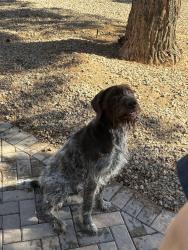 Found/Stray Male Dog last seen Pebble and arville, Enterprise, NV 89139
