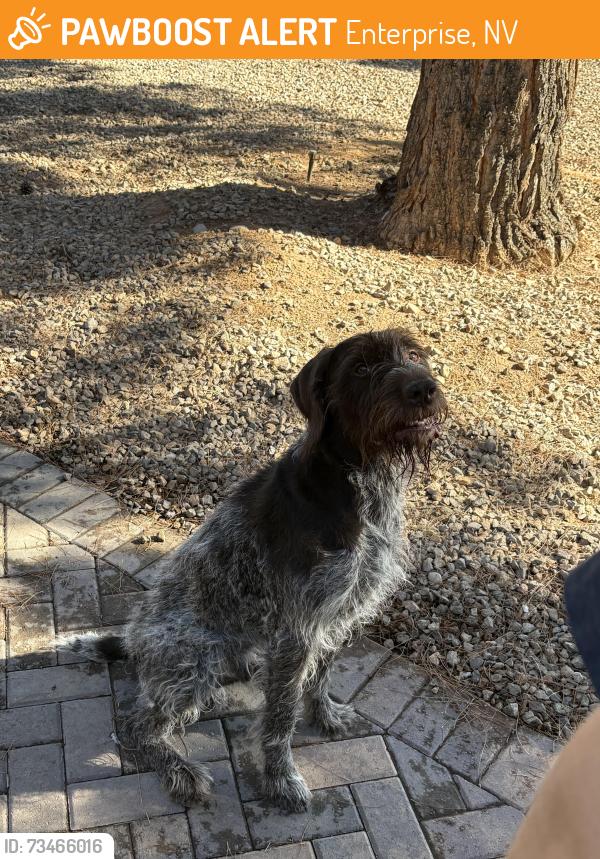 Found/Stray Male Dog last seen Pebble and arville, Enterprise, NV 89139