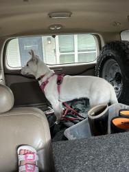 Lost Female Dog last seen Revere ln, Vidor, TX 77662