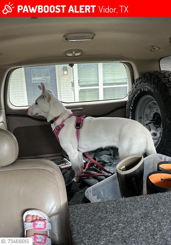 Lost Female Dog last seen Revere ln, Vidor, TX 77662