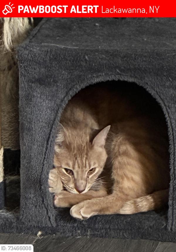 Lost Male Cat last seen South Park near Martin Rd, Lackawanna, NY 14218