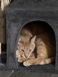Lost Male Cat last seen South Park near Martin Rd, Lackawanna, NY 14218