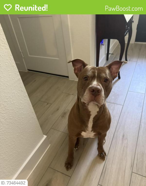Reunited Male Dog last seen Old Montgomery and drift rose, Willis, TX 77318