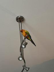 Found/Stray Unknown Bird last seen San Felipe/Bearing, Houston, TX 77057