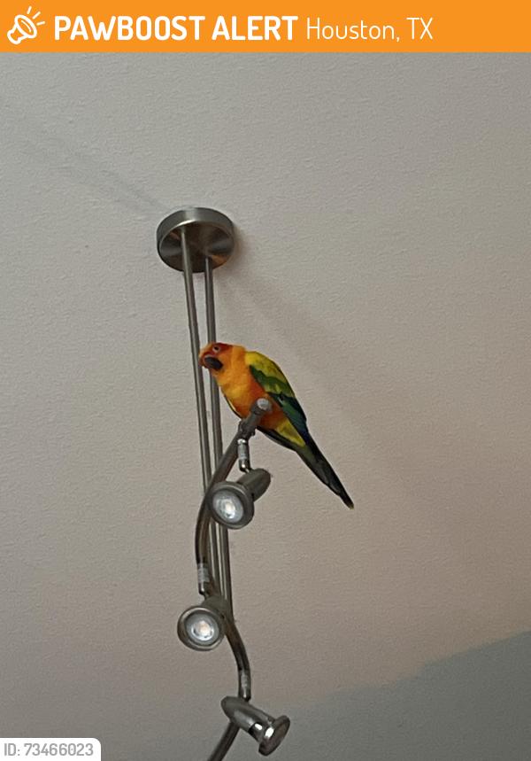 Found/Stray Unknown Bird last seen San Felipe/Bearing, Houston, TX 77057