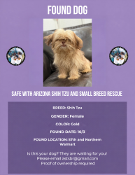 Found/Stray Female Dog last seen 57th ave and Northern Walmart, Glendale, AZ 85304